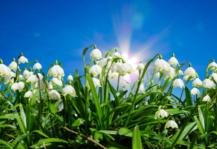 Spring sunshine