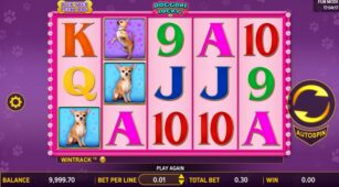 Doggone Lucky demo play free 1