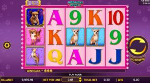 Doggone Lucky demo play free 3