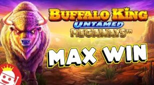 Buffalo King Untamed max win video 1