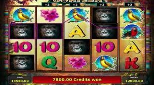 Gorilla max win video 1
