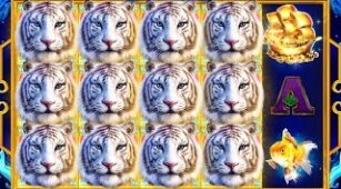 Water Tiger max win video 0