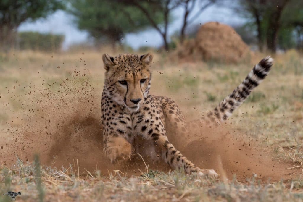 cheetah stopping after a run