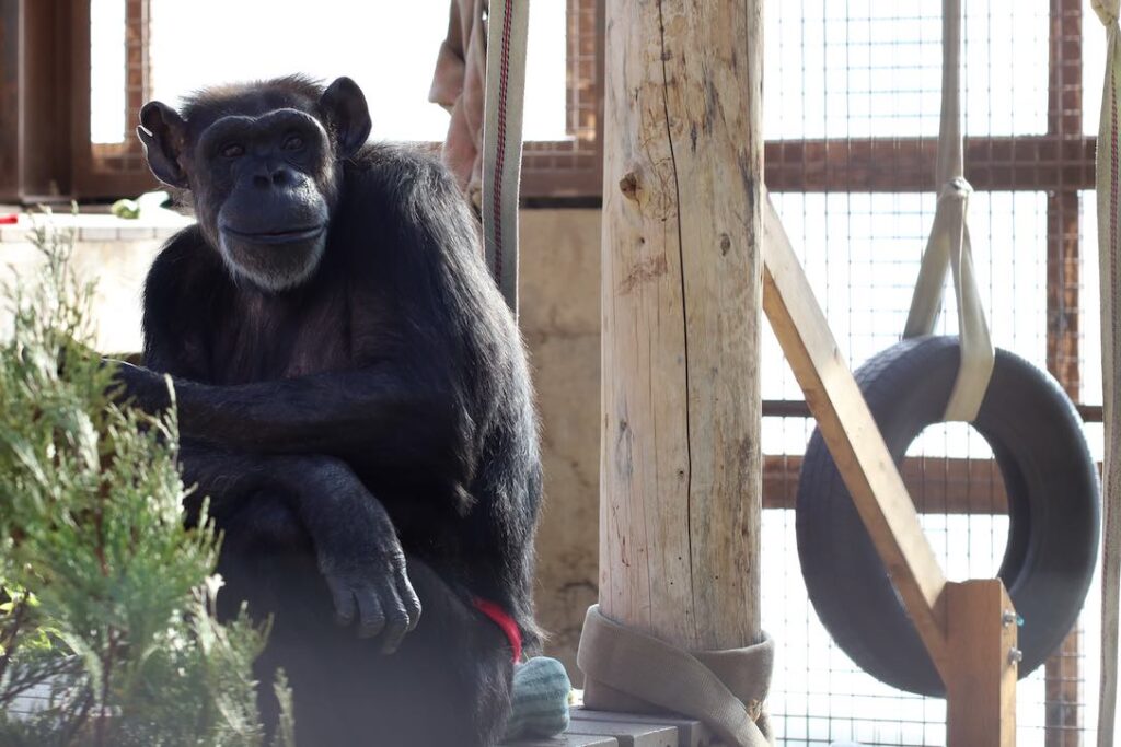 Chimpanzee Sanctuary Northwest Gives Hope