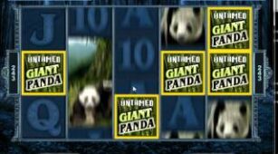 Untamed Giant Panda max win video 0