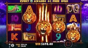 Safari King max win video 1