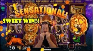 Safari King max win video 0