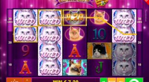 Cutie Cat Ccs demo play free 0