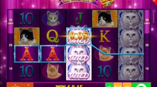 Cutie Cat Ccs demo play free 1
