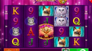 Cutie Cat Ccs demo play free 2