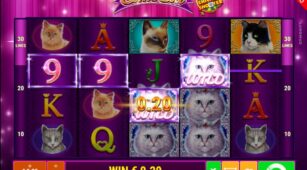 Cutie Cat Ccs demo play free 3